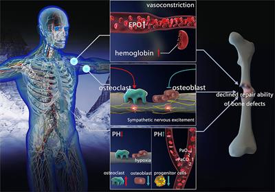 Frontiers | Impact of High-Altitude Hypoxia on Bone Defect Repair 